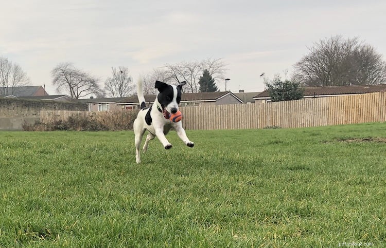 Helping Your Dog Thrive in a New Home: Expert Advice from Helen Motteram
