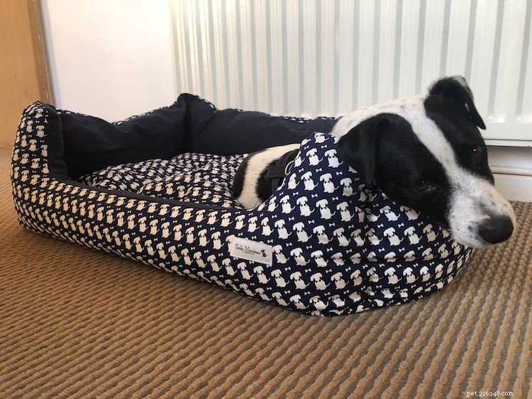 Helping Your Dog Thrive in a New Home: Expert Advice from Helen Motteram
