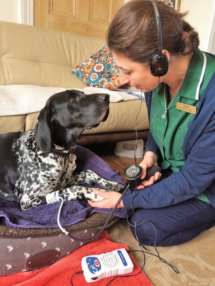Carla Finzel: Trailblazing District Vet Nurse Revolutionizing At-Home Pet Care