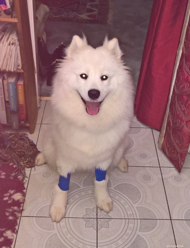 Winter Care for Dogs: Vet Hannah Capon s Expert Tips