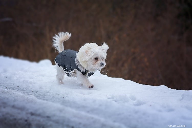 Winter Care for Dogs: Vet Hannah Capon s Expert Tips