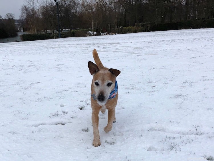 Winter Care for Dogs: Vet Hannah Capon s Expert Tips