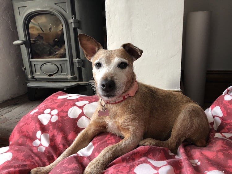 Benefits of Canine Massage Therapy for Your Dog