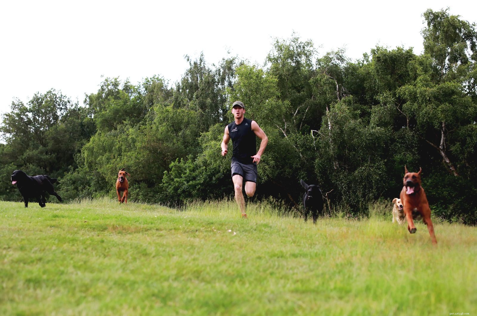 From Dog Walker to Entrepreneur: Milo Royds Turns Passion for Running and Dogs into a Thriving Career