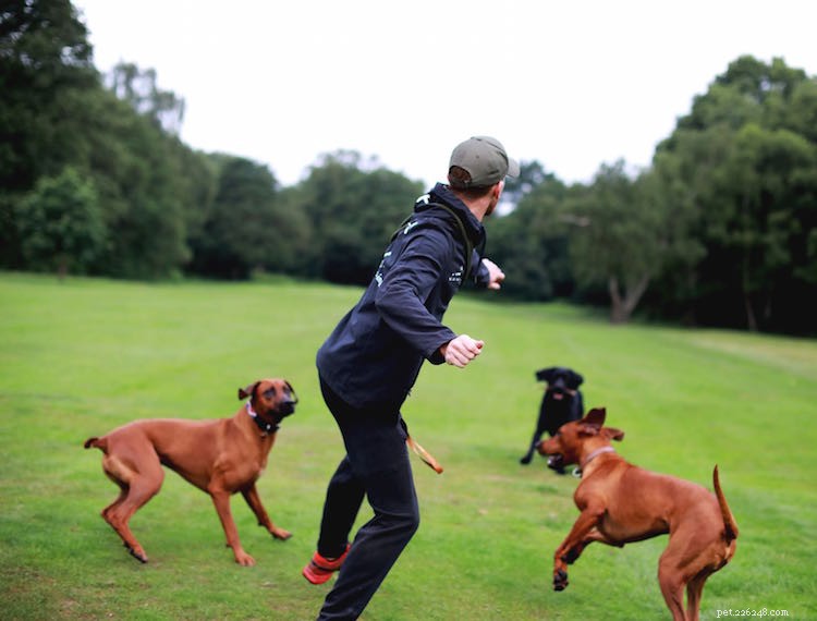 From Dog Walker to Entrepreneur: Milo Royds Turns Passion for Running and Dogs into a Thriving Career