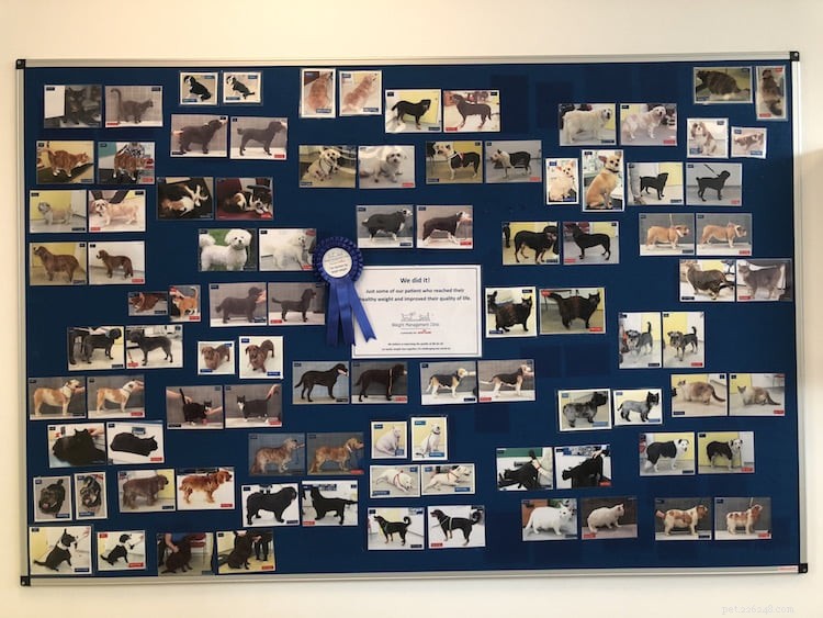 Inside the Royal Canin Weight Management Clinic: Vets Tackling Pet Obesity
