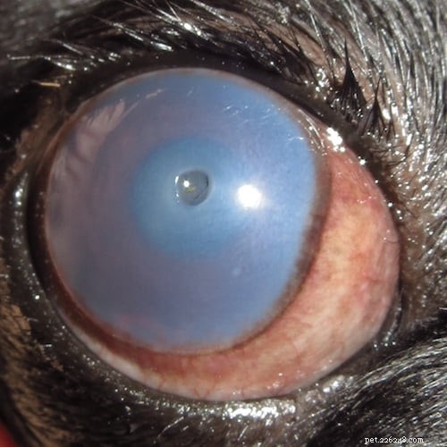 Protect Your Dog’s Vision: Essential Dry Eye Care Tips for Pet Owners