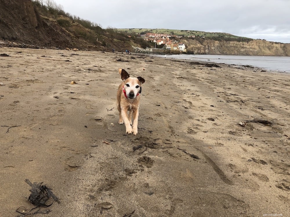 Coping with Canine Cognitive Dysfunction in Senior Dogs: Practical Tips for Owners