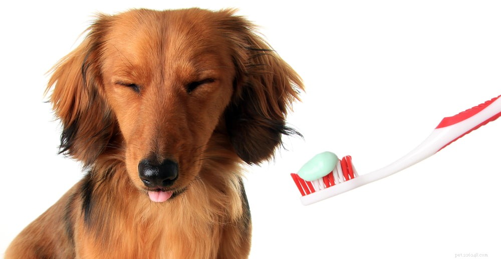 Nine Expert Tips to Keep Your Dog’s Teeth Sparkling Clean