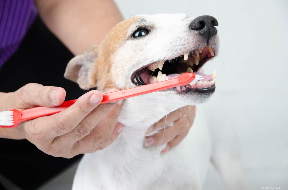 Nine Expert Tips to Keep Your Dog’s Teeth Sparkling Clean