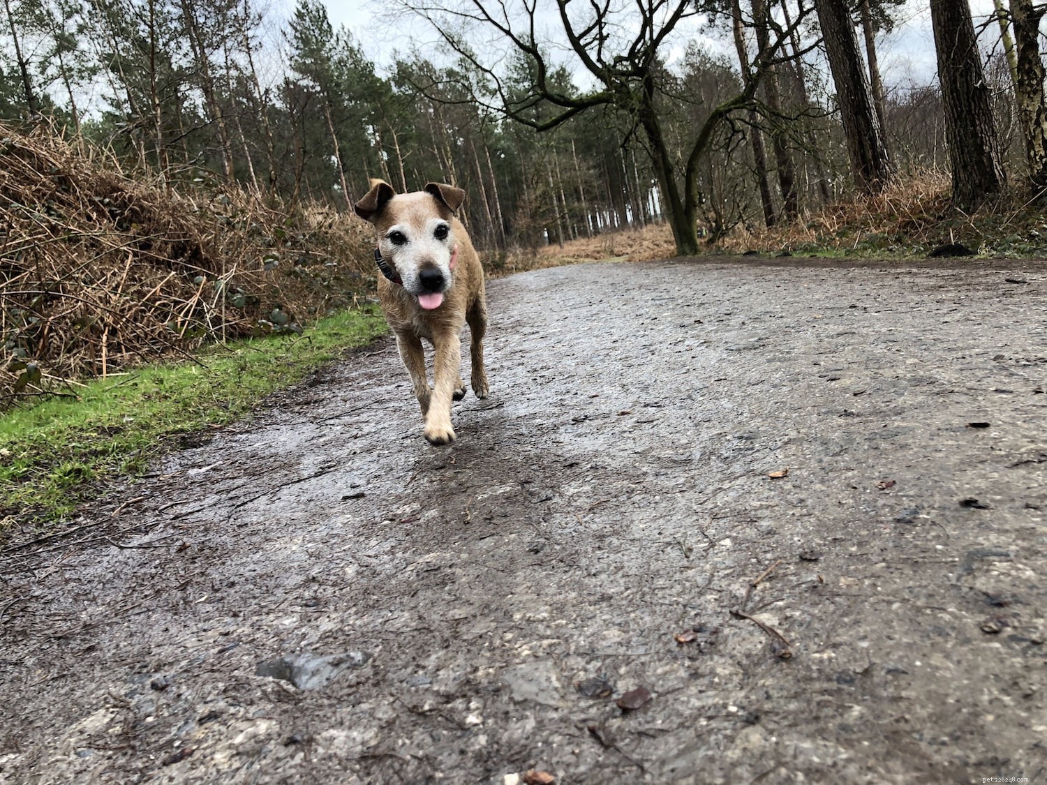How to Safeguard Your Dog from Alabama Rot: Expert Tips & Prevention