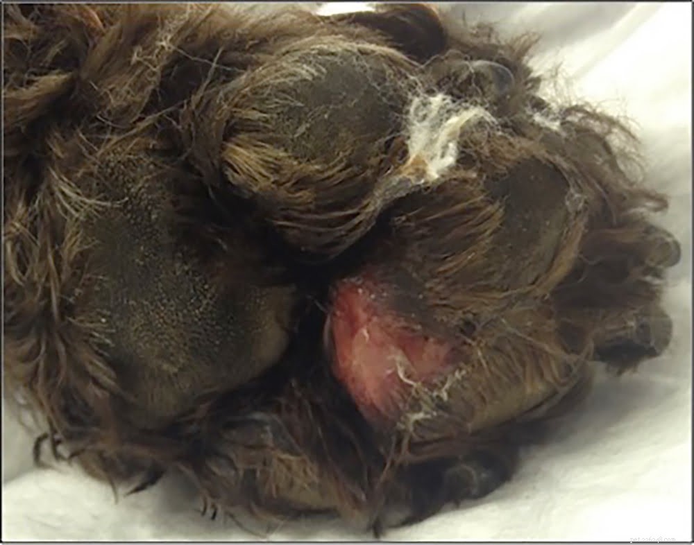 How to Safeguard Your Dog from Alabama Rot: Expert Tips & Prevention