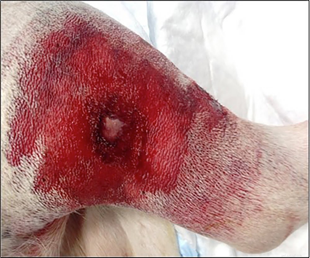 How to Safeguard Your Dog from Alabama Rot: Expert Tips & Prevention