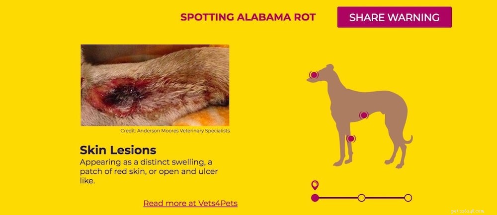 How to Safeguard Your Dog from Alabama Rot: Expert Tips & Prevention