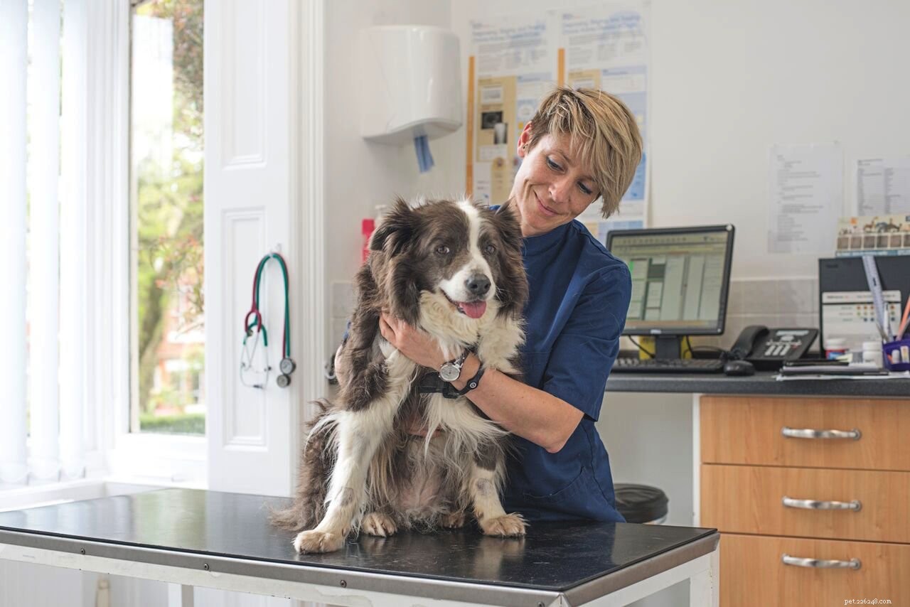 Managing Canine Arthritis: 6 Expert Tips from Hannah Capon
