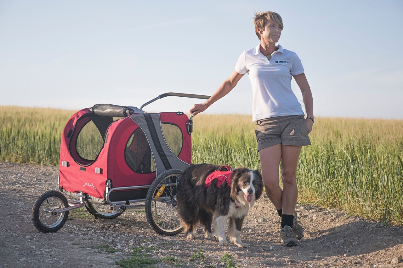 Managing Canine Arthritis: 6 Expert Tips from Hannah Capon