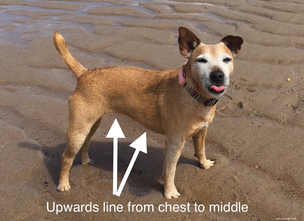 5 Proven Strategies to Trim Your Dog’s Weight—and Boost Your Own Health