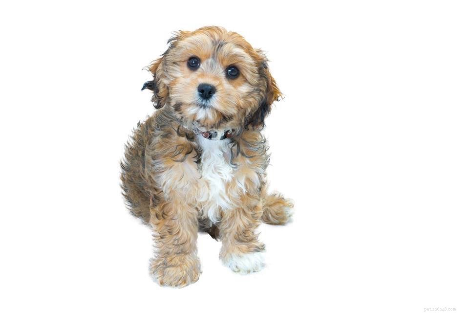 Hybrid Breeders Association Launched to Uphold Ethical Breeding Standards