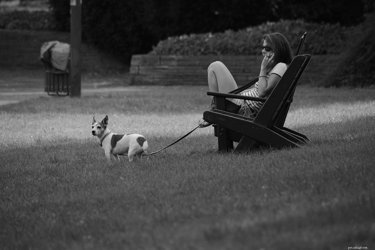 Does Your Pet Feel Ignored When You re On Your Phone?