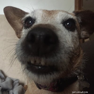 Does Your Pet Feel Ignored When You re On Your Phone?