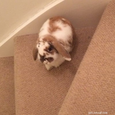 Does Your Pet Feel Ignored When You re On Your Phone?