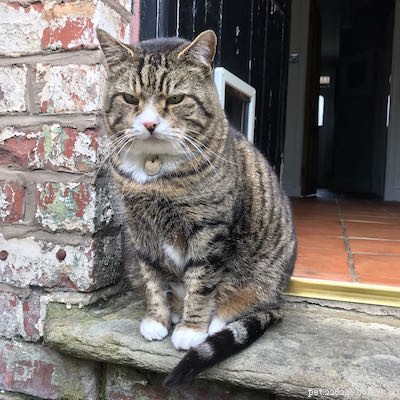Does Your Pet Feel Ignored When You re On Your Phone?