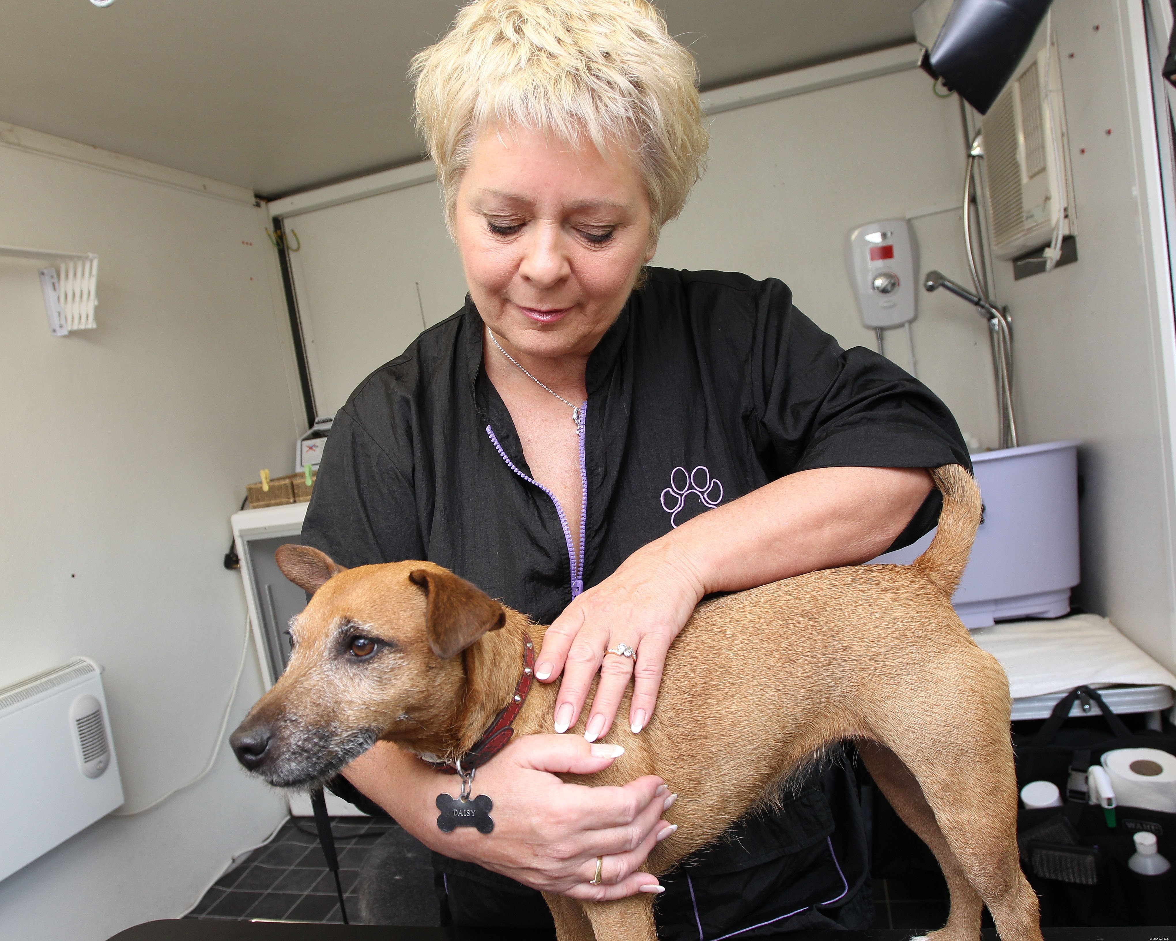 Reiki for Animals: How It Supports Healing
