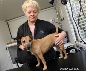 Reiki for Animals: How It Supports Healing