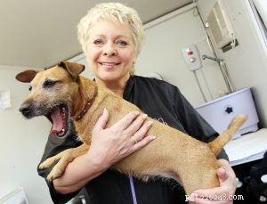 Reiki for Animals: How It Supports Healing
