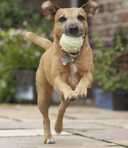 Reiki for Animals: How It Supports Healing