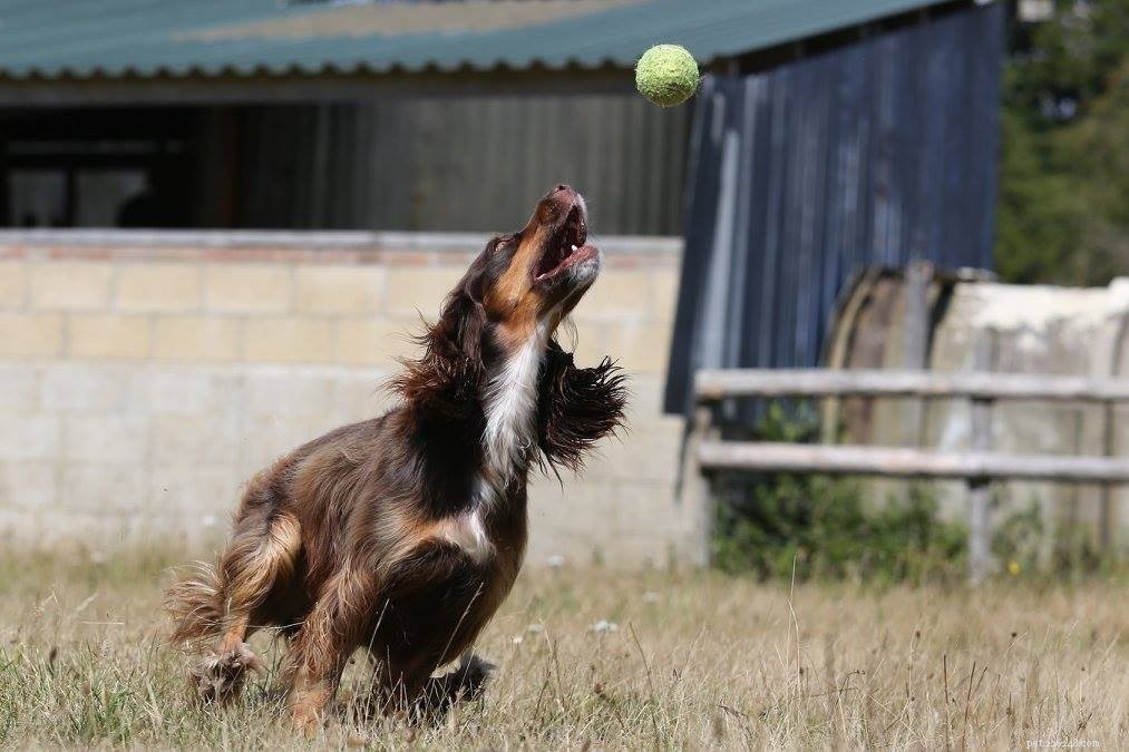 Supporting Alabama Rot Research in Memory of Maggie
