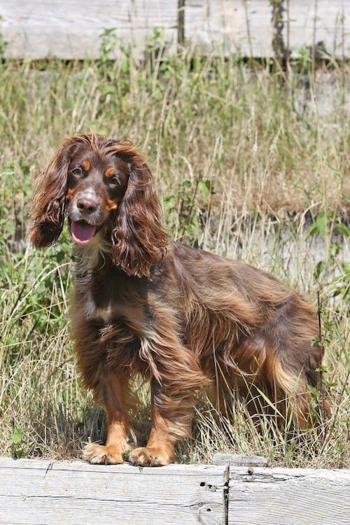Supporting Alabama Rot Research in Memory of Maggie