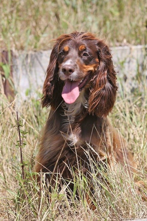 Supporting Alabama Rot Research in Memory of Maggie