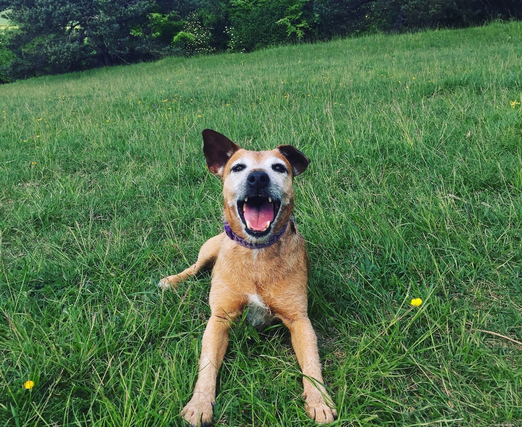 Is a Fitness Tracker Worth It for Your Dog? Find Out the Benefits