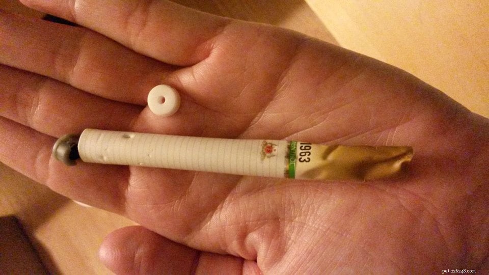 Leonardo’s Legacy: The Hidden Threat of Nicotine to Pets