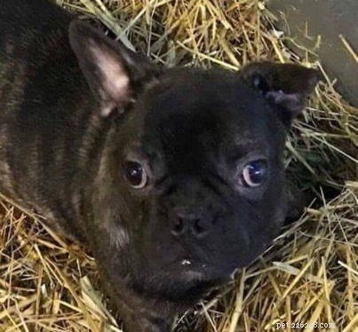 Phoenix French Bulldog Rescue s Teresa Cargill Shares Essential Care Tips for New Owners