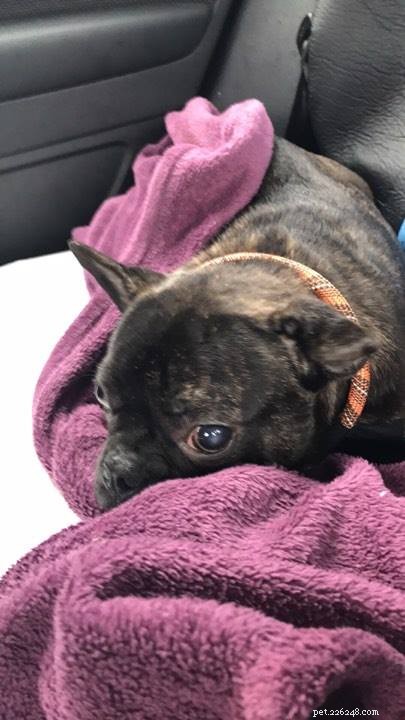 Phoenix French Bulldog Rescue s Teresa Cargill Shares Essential Care Tips for New Owners