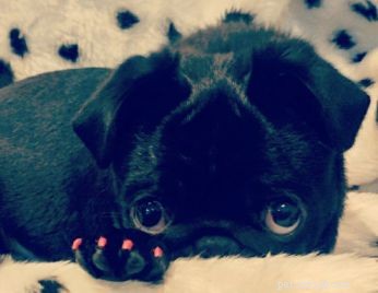 Pet Beauty Trend: Pawfume, Pawdicures, and Stylish Powder for Dogs