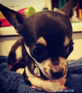 Pet Beauty Trend: Pawfume, Pawdicures, and Stylish Powder for Dogs