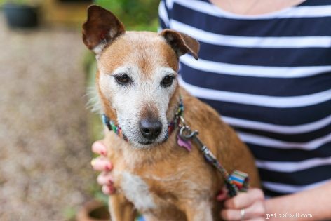 Discover Daisy’s DNA: Revealing Her Heritage with a Trusted Test