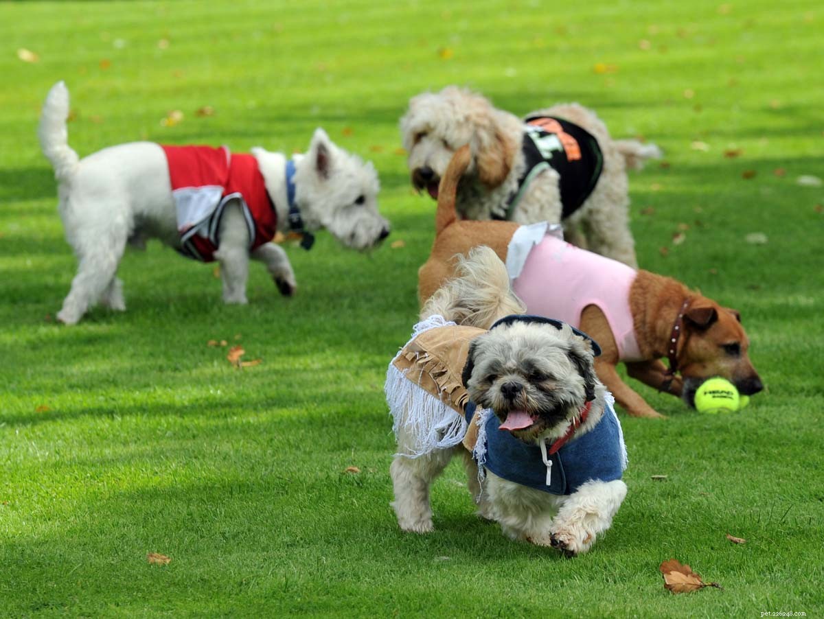 Kennel Cough: Essential Protection and Care for Your Dog