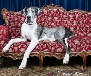 Why Do Dogs Take Over Your Seat? Understanding Their Seat-Stealing Behavior