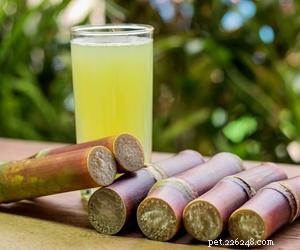 Is Sugarcane Safe for Dogs? Expert Insight & Alternatives