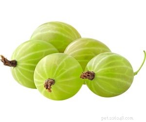 Are Gooseberries Safe for Dogs? A Veterinary Guide