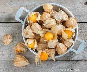 Are Gooseberries Safe for Dogs? A Veterinary Guide