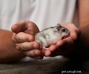 Flying Saucer Wheels: The Ideal Choice for Hamster Fitness and Health