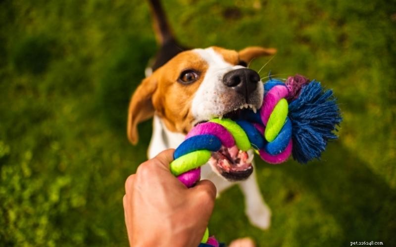 Enjoy Quality Time: 10 Engaging Indoor Activities for You and Your Dog