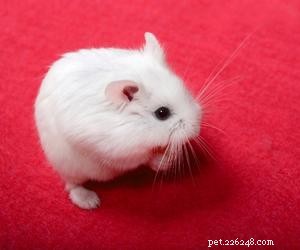 Flying Saucer Wheels: The Ideal Choice for Hamster Fitness and Health
