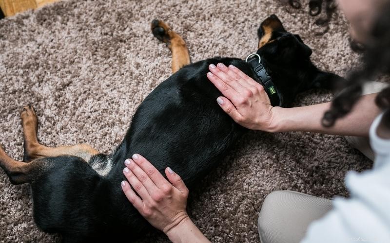 Enjoy Quality Time: 10 Engaging Indoor Activities for You and Your Dog