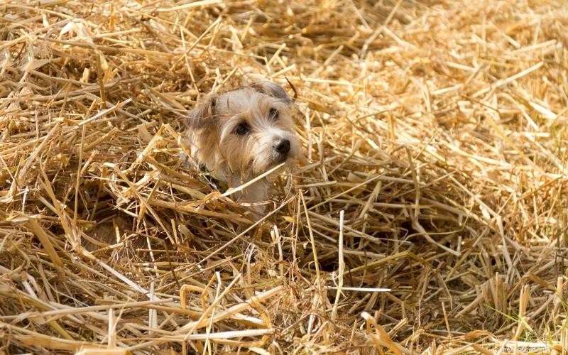 Enjoy Quality Time: 10 Engaging Indoor Activities for You and Your Dog